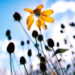 Close-up of flowers blooming