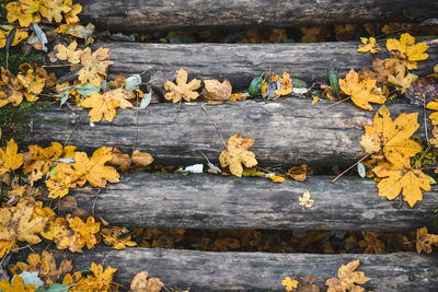 High angle view of maple leaves on wood during autumn