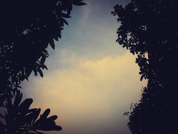 Low angle view of trees against sky