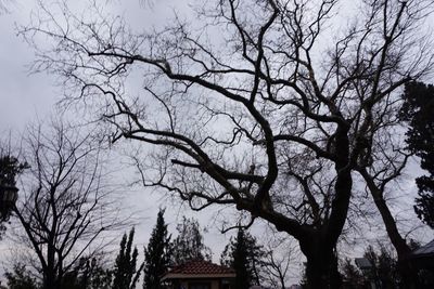 Low angle view of bare trees against sky