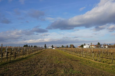 Scenic view of agricultural field against sky