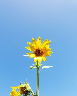 Close-up of yellow flowers