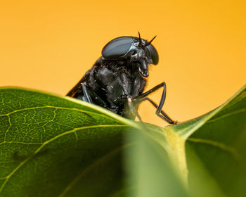 Close-up of fly on leaf