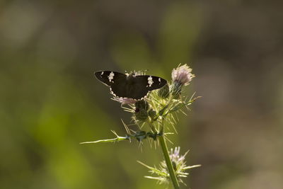 Close-up of butterfly pollinating on flower