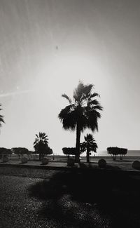 Palm trees against clear sky