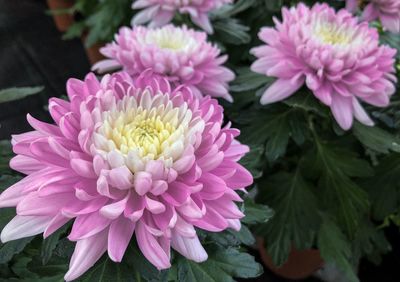 Close-up of pink dahlia flowers
