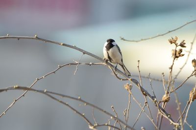 Close-up of bird perching on branch