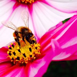 Close-up of bee pollinating on pink flower