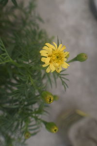 Close-up of yellow flowering plant