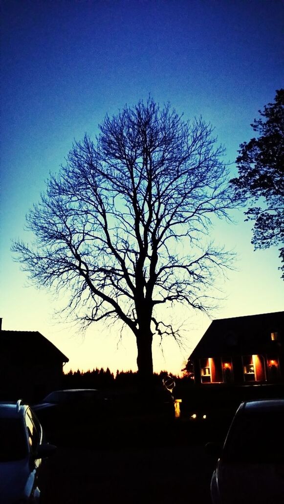 tree, bare tree, silhouette, building exterior, built structure, clear sky, architecture, sunset, house, car, sky, branch, dusk, blue, dark, transportation, nature, no people, outdoors, residential structure