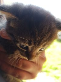 Close-up of hand holding cat