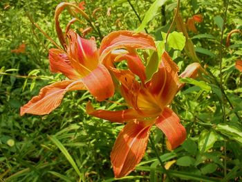 Close-up of red flowers