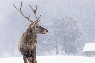 Deer in a snow