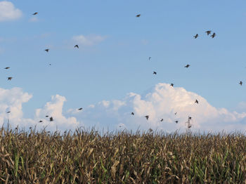 Birds flying over field against sky