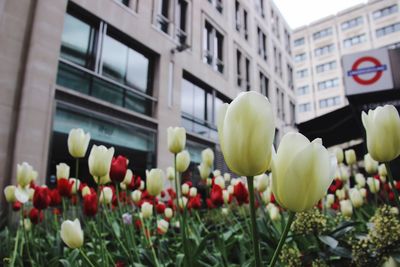 Low angle view of tulips