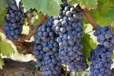Close-up of grapes in vineyard