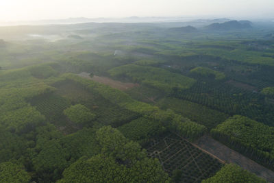 High angle view of agricultural landscape