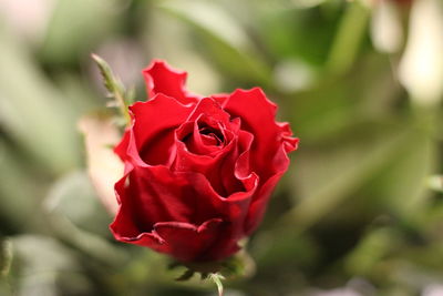 Close-up of rose against blurred background