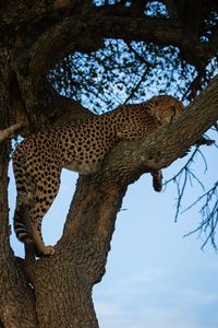 View of cat on tree trunk