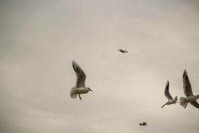 Low angle view of seagulls flying