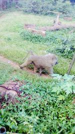 View of a cat on field