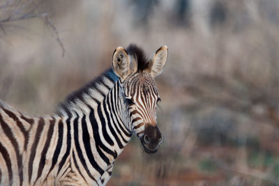 View of a giraffe