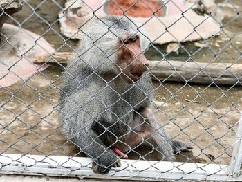 Monkey in cage against fence at zoo