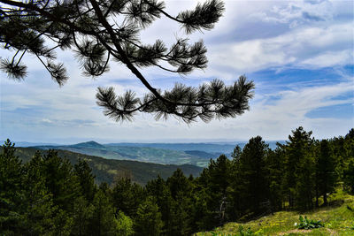 Scenic view of pine trees against sky