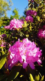 Close-up of pink flowers blooming outdoors