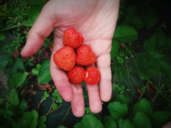 Close-up of strawberries