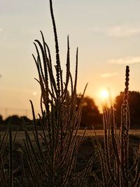 Close-up of stalks in field against sky at sunset