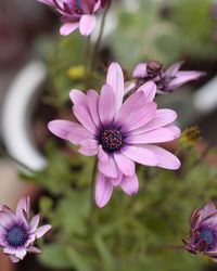 Close-up of pink daisy flowers blooming outdoors