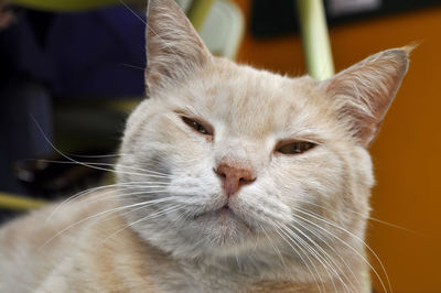 Close-up portrait of cat standing at home