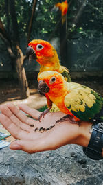 Cropped image of person holding bird