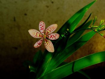 Close-up of frangipani against blurred background