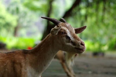 Close-up of an animal