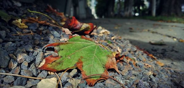 Close-up of dry maple leaves on land