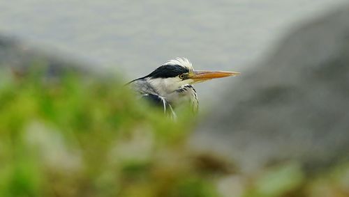 Close-up of bird perching outdoors