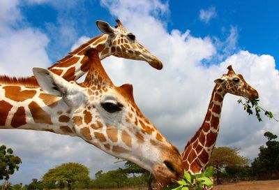 Giraffe at zoo