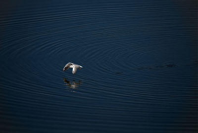 High angle view of bird in water