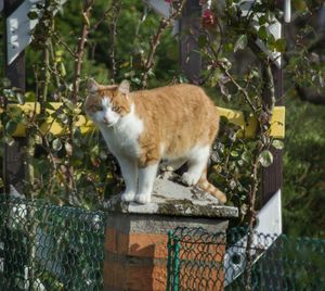 Portrait of cat standing on fence