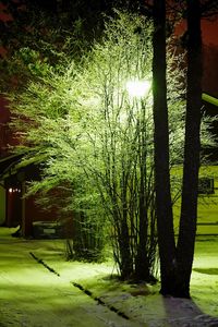 Trees in park