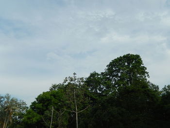 Low angle view of trees against sky