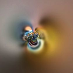 Close-up of bee on flower
