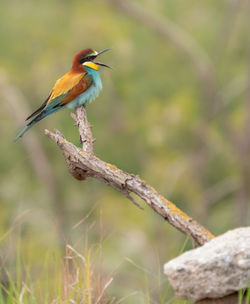 Close-up of bird perching on branch
