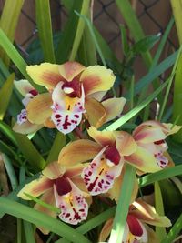 Close-up of flowers blooming outdoors