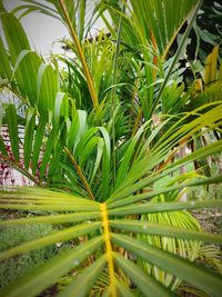 Close-up of palm tree