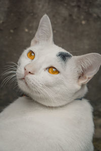 Close-up portrait of cat