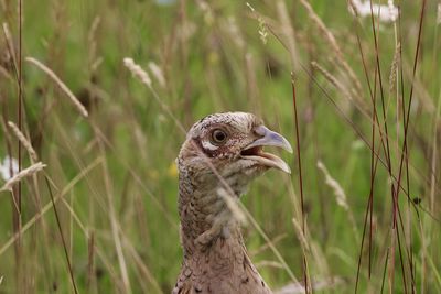 Close-up of a hen pheasant looking away