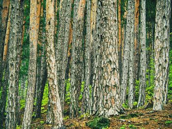 Full frame shot of trees in forest
